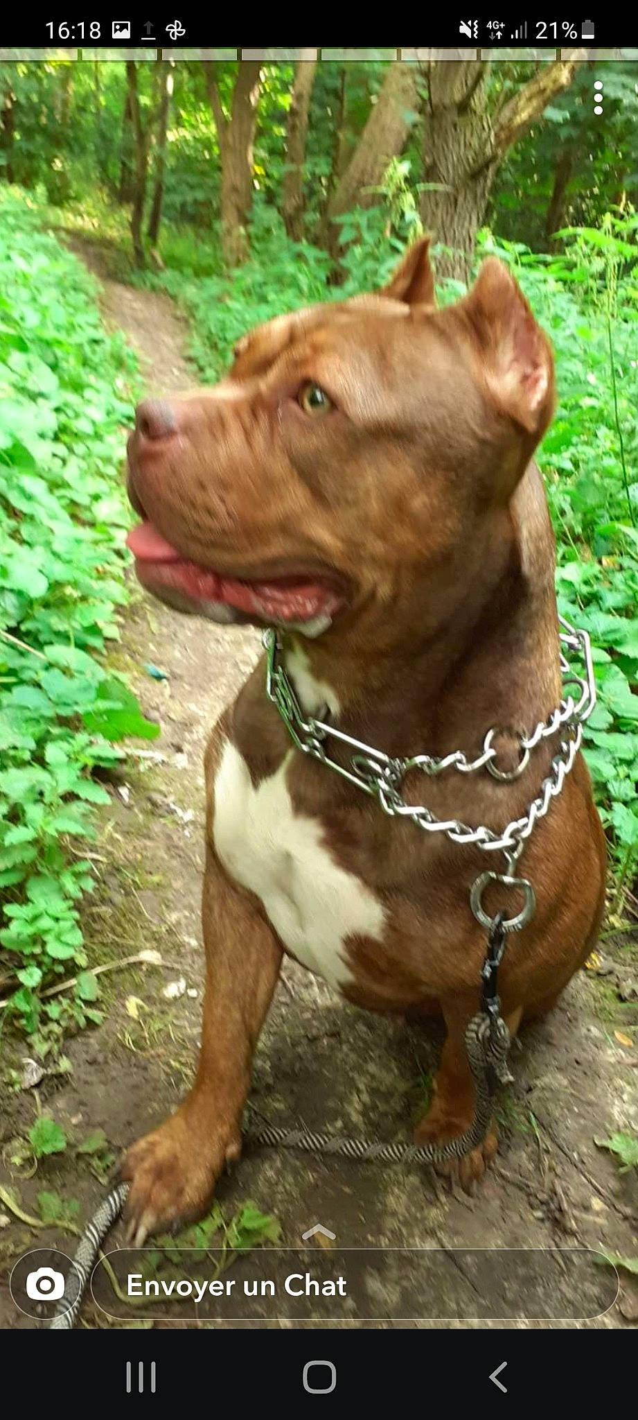 Raya a rejoint le concours — aidez-le/la à gagner de superbes lots ! canidae, carnivore, collar, companion_dog, dog, dog_breed, dog_collar, fawn, hunting_dog, liver, non_sporting_group, pet_supply, plant, snout, sporting_group, terrestrial_animal, terrestrial_plant, whiskers, working_animal, working_dog