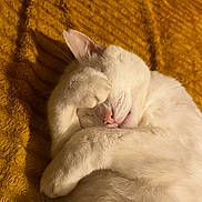 Mimine participe au concours pour gagner de l'argent avec cette photo : cat, white_cat, sleeping, paw, fur, pet, animal, cozy, blanket, yellow_blanket, relaxed, cute, indoor, nap, whiskers, feline, soft, close_up, resting, domestic_cat
