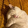 cat, white_cat, sleeping, paw, fur, pet, animal, cozy, blanket, yellow_blanket, relaxed, cute, indoor, nap, whiskers, feline, soft, close_up, resting, domestic_cat