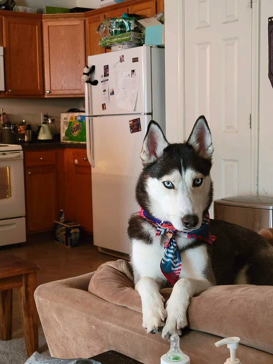 Misha is registered to the contest to win money with this photo: art, cabinetry, carnivore, companion_dog, cooktop, dog, dog_breed, door, flooring, hardwood, home_appliance, kitchen, kitchen_appliance, kitchen_stove, siberian_husky, sled_dog, snout, stove, wood, working_animal