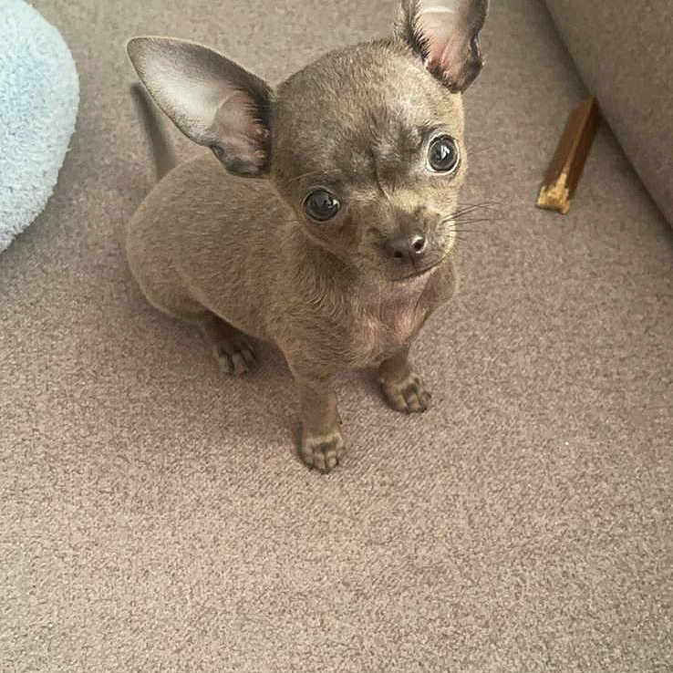 Nala joined the competition — help win amazing prizes! animal, bostonbull, bulldog, canine, cat, chihuahua, dog, face, frenchbulldog, head, person, pet, puppy