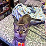Hades joined the competition — help win amazing prizes! cat, bed, blanket, hand, treat, floral_pattern, indoor, feline, curious, pet, shelf, books, stuffed_toy, pillow, striped_tail, purple_lighting, furniture, person_hand, room, comfort