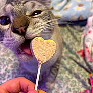 Hades is registered to the contest to win money with this photo: cat, close_up, licking, heart_shaped, lollipop, hand, blanket, cozy, indoor, cute, pet, feline, playful, colorful, background, tongue, whiskers, nail, curious, soft_focus