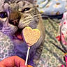 cat, close_up, licking, heart_shaped, lollipop, hand, blanket, cozy, indoor, cute, pet, feline, playful, colorful, background, tongue, whiskers, nail, curious, soft_focus
