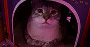 Hades is registered to the contest to win money with this photo: cat, cardboard_house, ghost, purple_lighting, carpet, blanket, pet, indoor, cozy, cute, animal, relaxing, feline, decorated_house, toy_house, eyes, soft_texture, home, mystery, resting