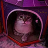cat, cardboard_house, ghost, purple_lighting, carpet, blanket, pet, indoor, cozy, cute, animal, relaxing, feline, decorated_house, toy_house, eyes, soft_texture, home, mystery, resting