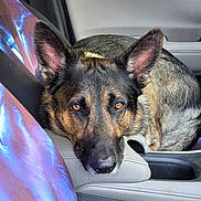 Tango is registered to the contest to win money with this photo: dog, german_shepherd, car_interior, seatbelt, resting, close_up, brown_eyes, fur, canine, pet, animal, leather_seat, headrest, relaxed, looking_at_camera, domestic_animal, transportation, companion, seat, armrest