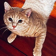Kiobi participe au concours pour gagner de l'argent avec cette photo : animal, cat, closeup, cute, domestic, ears, eyes, feline, floor, fur, indoor, looking, mammal, orange, paw, pet, relaxed, tabby, whiskers, wood
