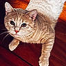 animal, cat, closeup, cute, domestic, ears, eyes, feline, floor, fur, indoor, looking, mammal, orange, paw, pet, relaxed, tabby, whiskers, wood