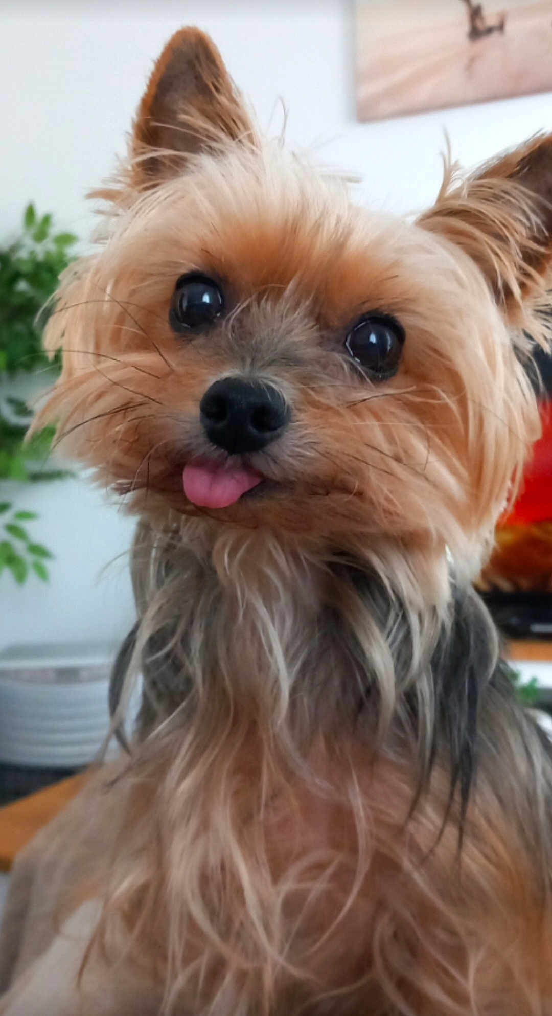 Lola