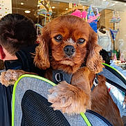 Pandora a rejoint le concours — aidez-le/la à gagner de superbes lots ! dog, pet, backpack, brown_fur, close_up, person, storefront, bikini, retail_display, window, outdoor, daylight, cute, animal, leash, harness, paw, fur, young_dog, companion