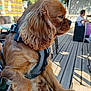 Pandora a rejoint le concours — aidez-le/la à gagner de superbes lots ! dog, puppy, brown_fur, harness, outdoor, cafe, wooden_deck, daylight, person, table, chair, hand, pet, animal, canine, fur, leash, sunlight, blurred_background, side_view