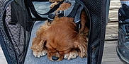 Pandora participe au concours pour gagner de l'argent avec cette photo : dog, pet_carrier, brown_dog, sleeping, mesh, wooden_deck, water_bowl, blue, harness, paw, pet, resting, outdoor, footwear, sneaker, human_leg, close_up, relaxation, animal, canine