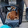 animal, blue, brown_dog, canine, close_up, dog, footwear, harness, human_leg, mesh, outdoor, paw, pet, pet_carrier, relaxation, resting, sleeping, sneaker, water_bowl, wooden_deck