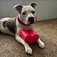 Bridget joined the competition — help win amazing prizes! dog, pet, heart_candle, red_collar, carpet, indoor, portrait, paws, white_fur, brindle_patch, bow, animal, cute, laying_down, close_up, nose, eyes, valentines, home, cozy