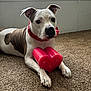 dog, pet, heart_candle, red_collar, carpet, indoor, portrait, paws, white_fur, brindle_patch, bow, animal, cute, laying_down, close_up, nose, eyes, valentines, home, cozy