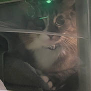 Puffie joined the competition — help win amazing prizes! cat, kitten, animal, pet, feline, face, eyes, whiskers, paws, fur, black_and_white, brown_fur, sitting, curled_up, inside_drawer, plastic_container, green, blanket, stars, indoors