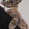 Puffie is registered to the contest to win money with this photo: cat, tabby, pet, animal, feline, fluffy, whiskers, eyes, ears, paws, white_chest, brown_fur, striped_fur, portrait, close_up, indoors, blanket, black_fabric, playful, curious