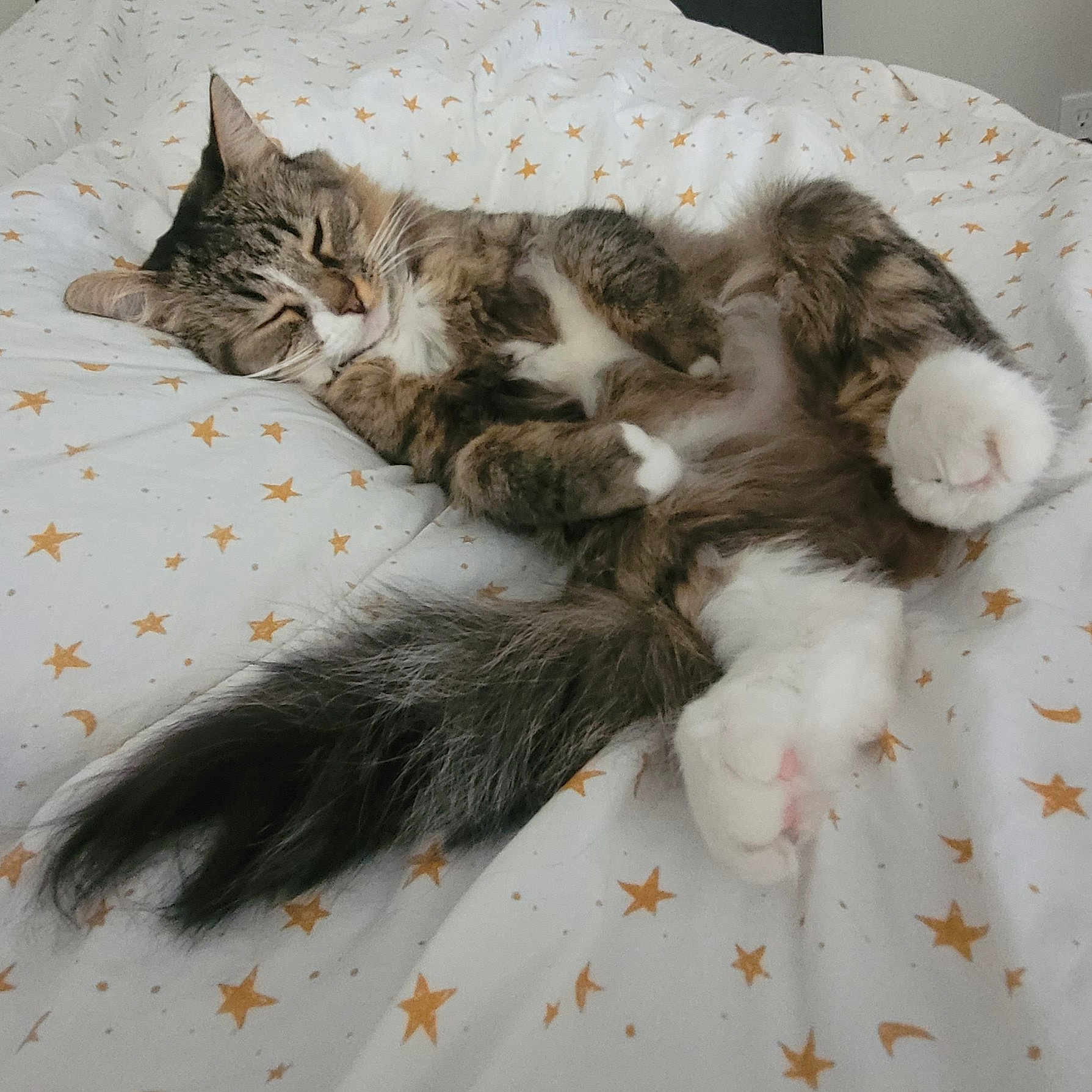 Puffie is registered to the contest to win money with this photo: cat, tabby, white_paws, fluffy, sleeping, relaxed, lying_down, pet, feline, whiskers, closed_eyes, pink_paw_pads, long_tail, fur, bed, bedding, star_pattern, indoors, cozy, nap