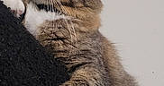 Puffie is registered to the contest to win money with this photo: cat, tabby, pet, animal, feline, portrait, close_up, whiskers, ears, eyes, paw, fur, striped, brown, gray, white, cuddly, indoor, shoulder, funny