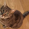 cat, tabby_cat, pet, animal, feline, whiskers, green_eyes, golden_eyes, striped_fur, tail, sitting, looking_up, curious, indoors, wooden_floor, home, portrait, close_up, brown_fur, cute