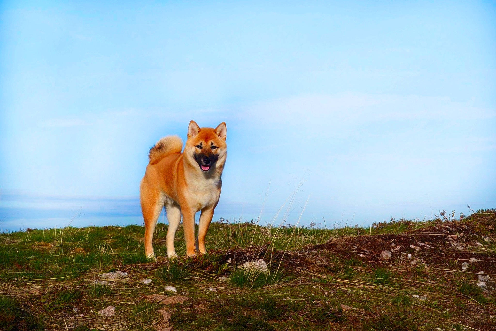 Forrest participe au concours pour gagner de l'argent avec cette photo : canidae, canis, carnivore, cloud, companion_dog, dog, dog_breed, fawn, grass, grassland, landscape, natural_landscape, plant, sky, spitz, sporting_group, tail, terrestrial_animal, wildlife, working_dog