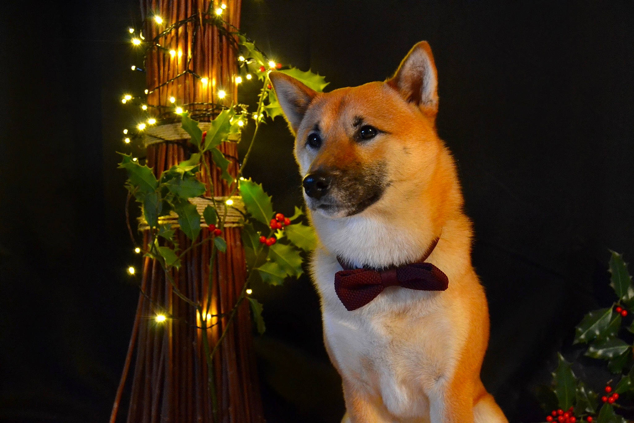 Forrest a rejoint le concours — aidez-le/la à gagner de superbes lots ! canidae, carnivore, collar, companion_dog, dog, dog_breed, dog_collar, event, fawn, fur, herding_dog, houseplant, plant, snout, spitz, tail, tree, whiskers, wildlife, window