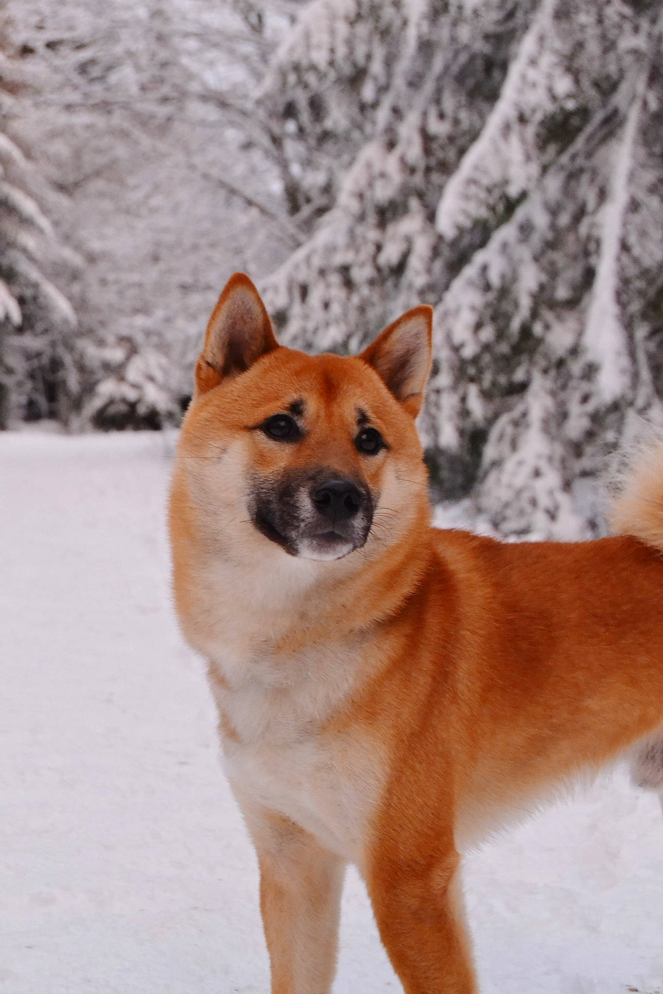 Forrest participe au concours pour gagner de l'argent avec cette photo : ancient_dog_breeds, canidae, carnivore, companion_dog, dog, dog_breed, fawn, freezing, fur, non_sporting_group, snout, snow, sporting_group, tail, terrestrial_animal, tree, wildlife, winter, working_animal, working_dog