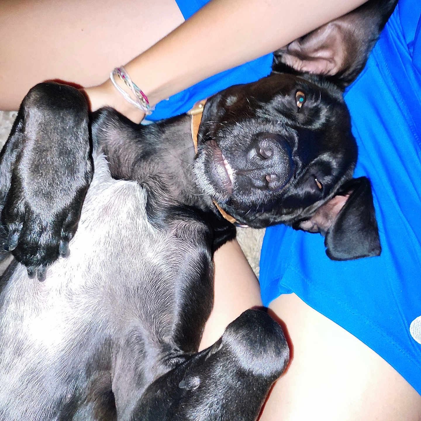 Atos a rejoint le concours — aidez-le/la à gagner de superbes lots ! dog, black_dog, pet, lying_down, relaxed, indoor, carpet, person, legs, blue_shorts, paw, fur, collar, cute, companion, animal, resting, canine, close_up, comfort
