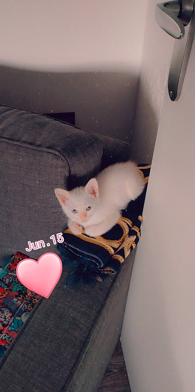 Neige participe au concours pour gagner de l'argent avec cette photo : box, carmine, carnivore, cat, comfort, couch, domestic_short_haired_cat, fawn, felidae, foot, fur, human_leg, lap, paw, room, small_to_medium_sized_cats, tail, whiskers, white, wood