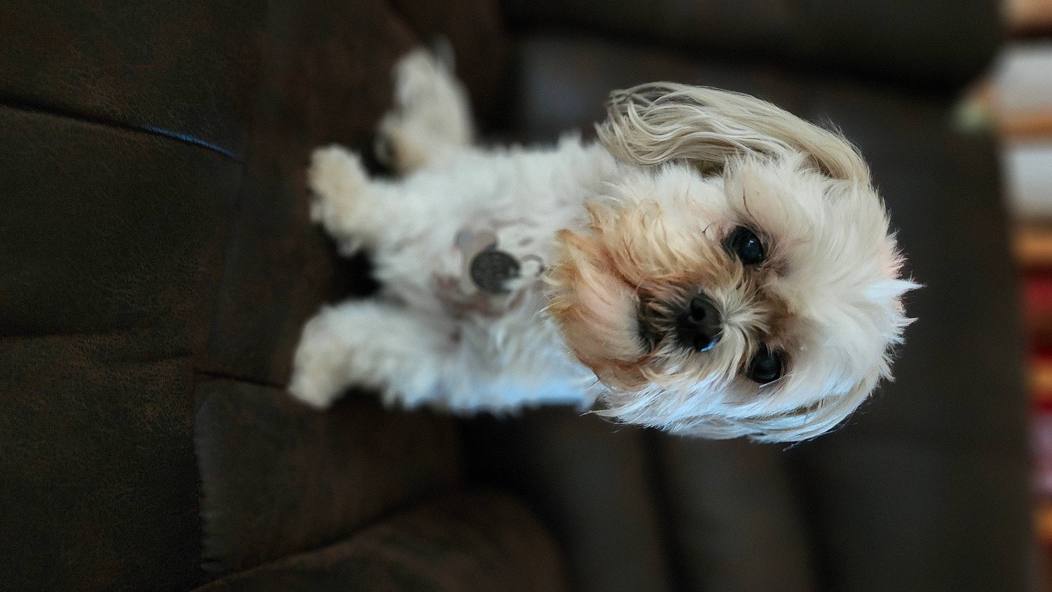 Piper is registered to the contest to win money with this photo: camera, canidae, carnivore, companion_dog, dog, dog_breed, dog_collar, fur, maltepoo, non_sporting_group, poodle_crossbreed, puppy, puppy_love, schnauzer, small_terrier, snout, sporting_group, terrier, toy_dog, working_animal