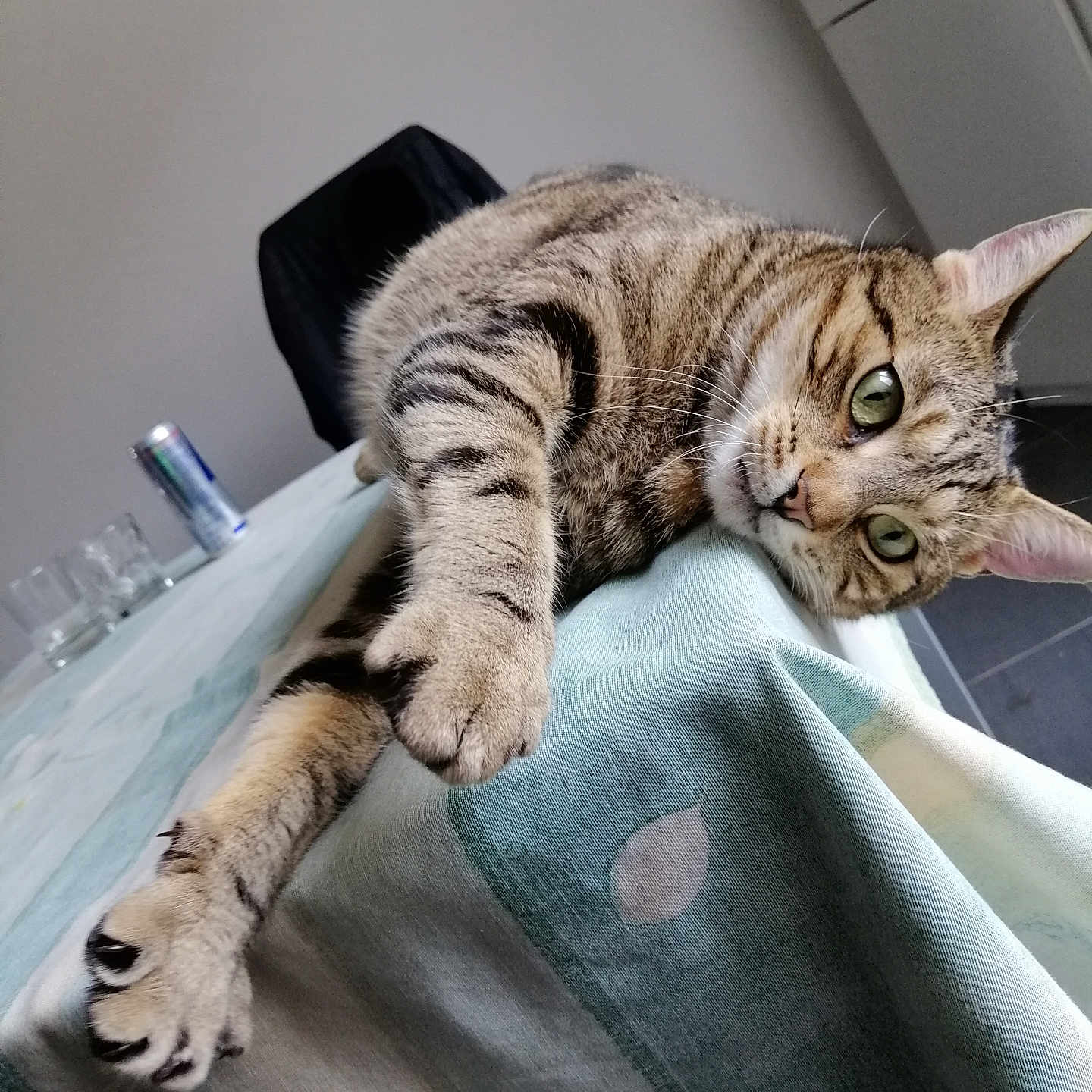 Piroly participe au concours pour gagner de l'argent avec cette photo : abyssinian, animal, armchair, bed, blanket, bottle, cat, chair, couch, electronics, furniture, homedecor, kitten, linen, manx, pet, sink, speaker, waterbottle, wood