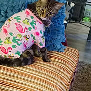 Roxi joined the competition — help win amazing prizes! cat, tabby_cat, clothing, pink_shirt, flamingo_print, cactus_print, striped_bench, cushion, blue_pillow, indoor, floor, carpet, furniture, pet, curious, looking_back, whiskers, tail, domestic_animal, cozy