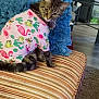 cat, tabby_cat, clothing, pink_shirt, flamingo_print, cactus_print, striped_bench, cushion, blue_pillow, indoor, floor, carpet, furniture, pet, curious, looking_back, whiskers, tail, domestic_animal, cozy