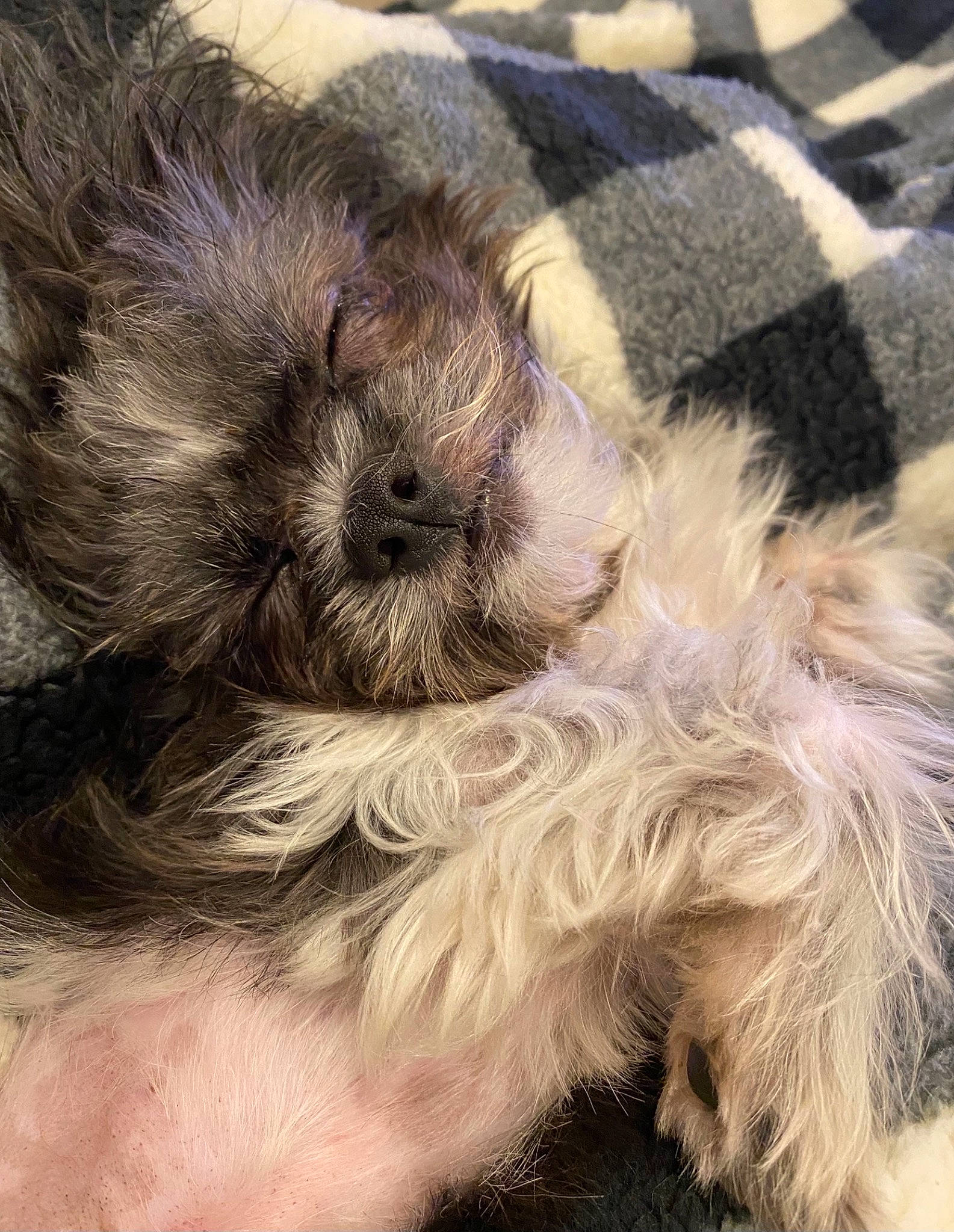 Fluffybear joined the competition — help win amazing prizes! canidae, carnivore, claw, close_up, companion_dog, dog, dog_breed, fur, liver, mammal, paw, puppy_love, snout, tail, terrestrial_animal, terrier, toy_dog, vertebrate, whiskers, working_animal