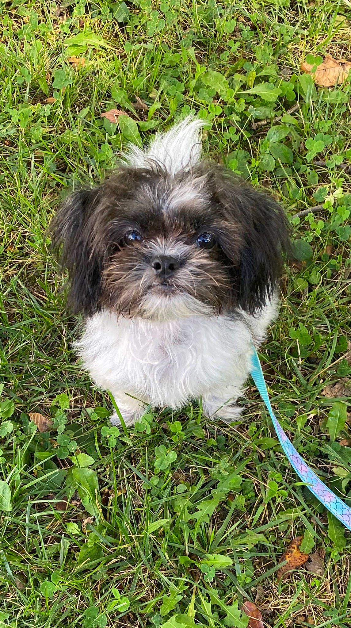 Fluffybear joined the competition — help win amazing prizes! canidae, carnivore, companion_dog, dog, dog_breed, fawn, fur, grass, groundcover, liver, maltepoo, natural_material, non_sporting_group, plant, shih_tzu, snout, sporting_group, terrestrial_animal, toy_dog, working_animal