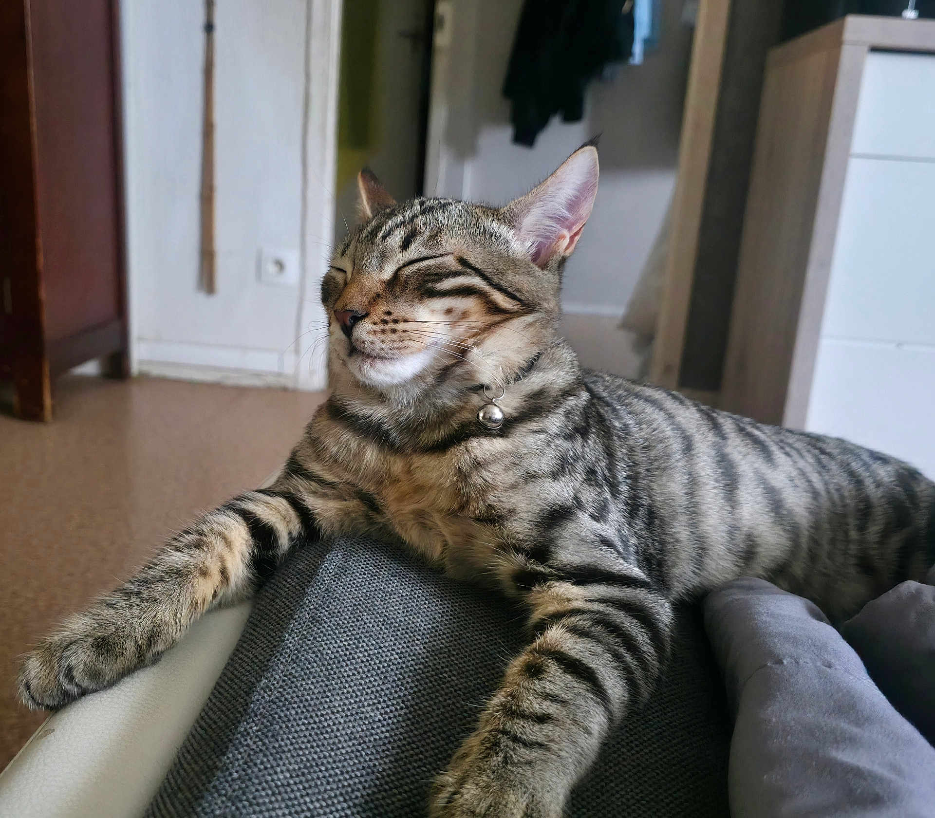 Ragnar a rejoint le concours — aidez-le/la à gagner de superbes lots ! cat, tabby, indoor, relaxed, sleeping, feline, pet, collar, bell, striped, couch, furniture, home, cozy, resting, paw, whiskers, fur, domestic_animal, closeup