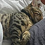 Ragnar a rejoint le concours — aidez-le/la à gagner de superbes lots ! cat, tabby, sleeping, paw, collar, blanket, texture, indoor, resting, fur, striped, cozy, relaxed, pet, animal, closeup, comfort, cute, whiskers, nap
