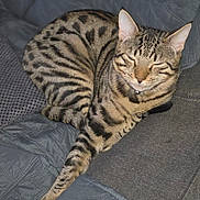 Ragnar participe au concours pour gagner de l'argent avec cette photo : cat, tabby, spotted, animal, pet, feline, relaxed, sleeping, paw, couch, quilted, indoor, fur, whiskers, ears, tail, striped, domestic, mammal, cute