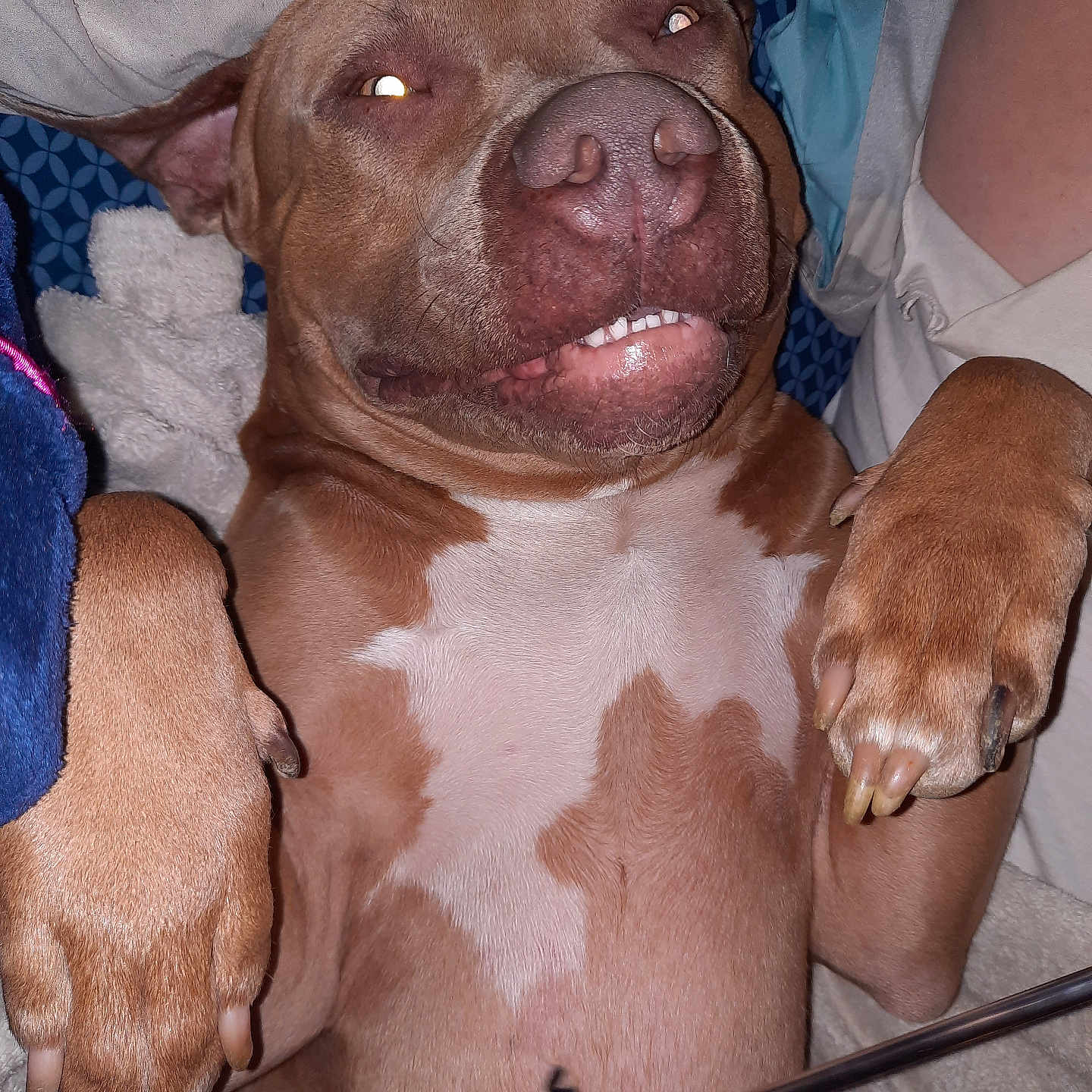 Drogo joined the competition — help win amazing prizes! animal, baby, beagle, bodypart, boxer, bulldog, canine, dog, finger, furniture, hand, hound, labradorretriever, person, pet, pitbull, pointer, puppy, sleeping, snout