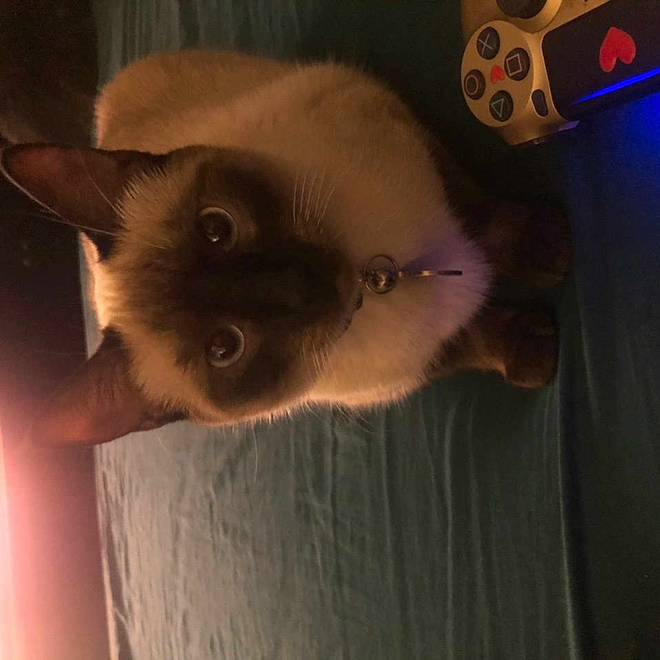Gigi joined the competition — help win amazing prizes! balinese, carnivore, cat, darkness, domestic_short_haired_cat, door, ear, fawn, felidae, fur, musical_instrument, shadow, siamese, small_to_medium_sized_cats, snout, tail, thai, tints_and_shades, whiskers, wood