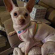 Squeakerz joined the competition — help win amazing prizes! animal, blanket, close_up, comfort, couch, cozy, cute, diaper, dog, domestic_animal, ears, fur, harness, indoor, living_room, pet, relaxing, resting, small_dog, white_dog