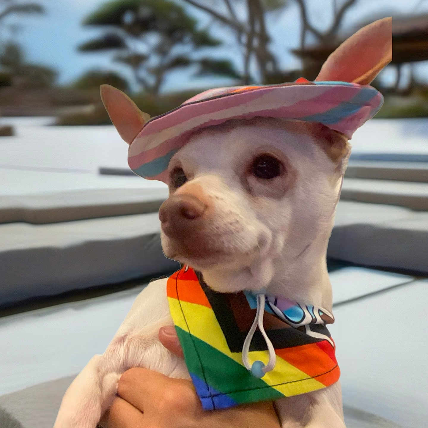 Squeakerz joined the competition — help win amazing prizes! animal, blurred_background, colorful_clothing, cute, daylight, dog, fashion_accessory, friendly, hat, holding, outdoor, person_hand, pet, playful, portrait, rainbow_bandana, small_dog, summer, trees, white_dog
