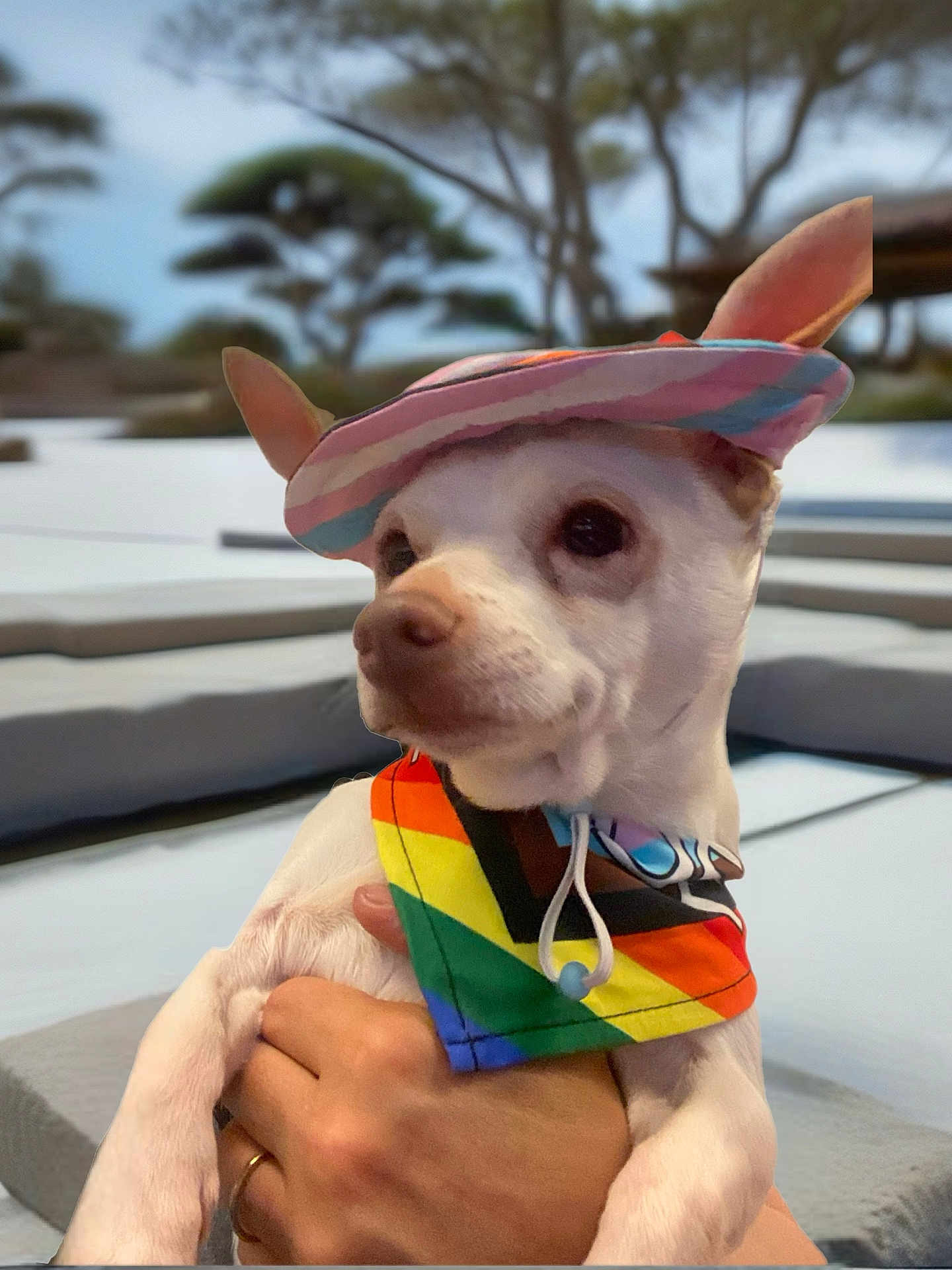 Squeakerz joined the competition — help win amazing prizes! animal, blurred_background, colorful_clothing, cute, daylight, dog, fashion_accessory, friendly, hat, holding, outdoor, person_hand, pet, playful, portrait, rainbow_bandana, small_dog, summer, trees, white_dog