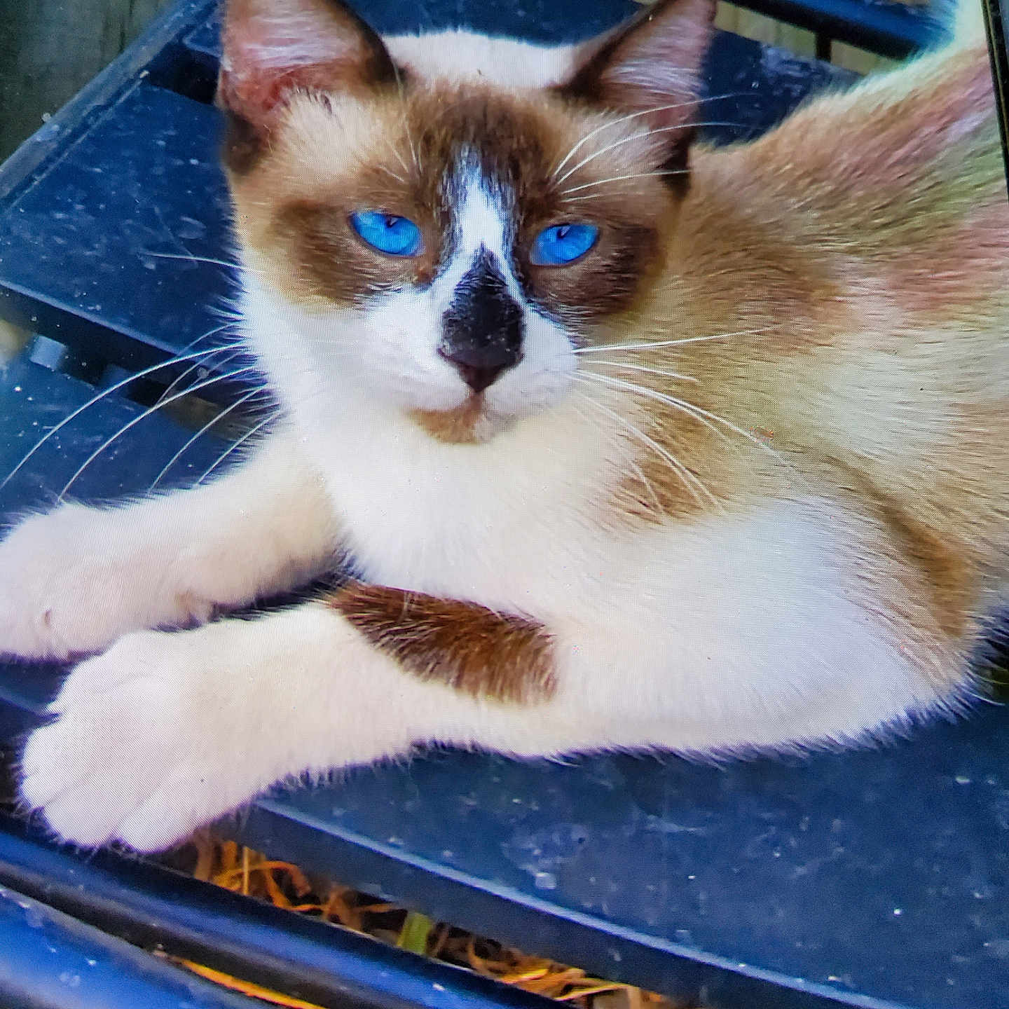 Sammy joined the competition — help win amazing prizes! cat, blue_eyes, fur, animal, pet, outdoor, chair, metal, wood, relaxed, whiskers, paws, brown, white, closeup, sitting, nature, daylight, feline, resting
