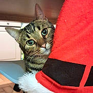 Baby participe au concours pour gagner de l'argent avec cette photo : black, cat, close_up, cozy, curious, ears, face, feline, festive, green_eyes, holiday, indoor, peeking, pet, red, santa_hat, soft_texture, tabby, whiskers, white_fur