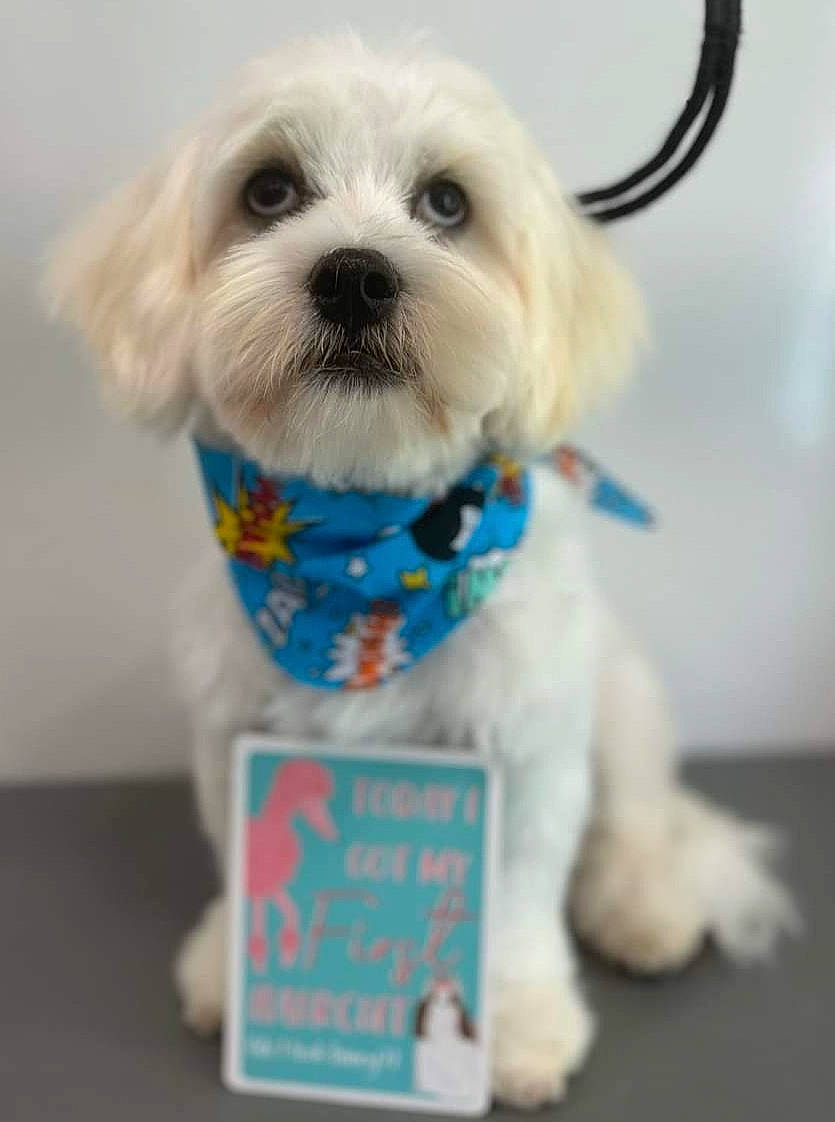 Seamus is registered to the contest to win money with this photo: carnivore, collar, companion_dog, dog, dog_breed, dog_clothes, dog_collar, dog_supply, fashion_accessory, font, personal_protective_equipment, pet_supply, puppy_love, small_terrier, snout, sporting_group, stuffed_toy, toy, toy_dog, working_animal