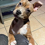 Allô participe au concours pour gagner de l'argent avec cette photo : puppy, dog, curious, ears, head_tilt, pet, indoor, floor, tile, glass_table, legs, white_paws, brown_fur, close_up, looking_up, animal, cute, companion, domestic, friend