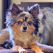 Miette a rejoint le concours — aidez-le/la à gagner de superbes lots ! dog, pet, indoor, fluffy, blanket, relaxed, animal, cute, long_hair, ears, brown, black, white, portrait, laying_down, furry, companion, small_dog, cozy, domestic