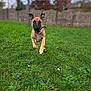 background_blur, centered_subject, collar, daisy, daylight, dog, ears, fence, foreground, grass, green_grass, motion_blur, muzzle, outdoor, park, playful, puppy, running, shallow_depth_of_field, wall